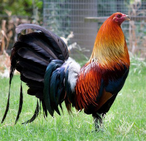 Top 7 Best Gamefowl Breeds .